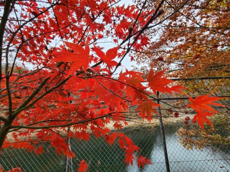 <b>서울대 관악수목원</b> 임시<b>개방</b> 11월4일방문