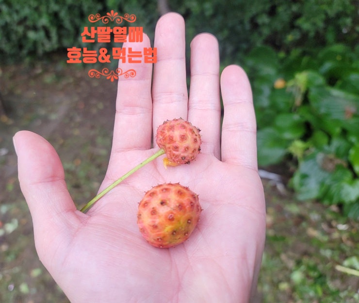  산딸나무 열매 잎 효능 부작용, 먹는법, 꽃말