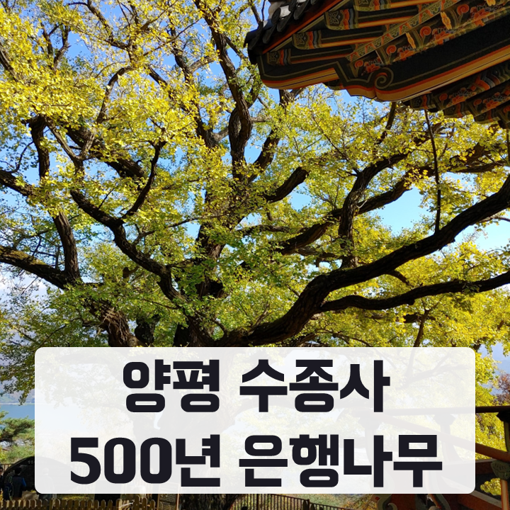 양평 수종사 은행나무, 서울 근교 경기도 단풍 구경 명소