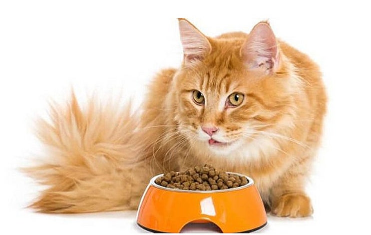 고양이가 건사료(마른 음식)을 먹지 않는 이유