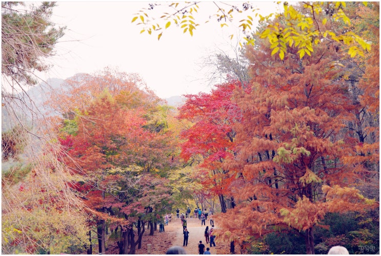  안양예술공원 서울대 관악수목원_ 가을에 시범 개방하는 경기도 비밀 수목원 11월 단풍 현황