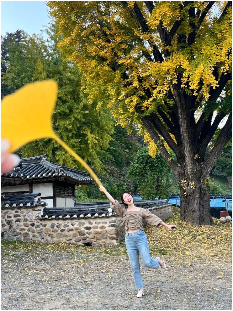  가을 보은 풍림정사 은행나무 말티재 전망대 갔다가 가보세요