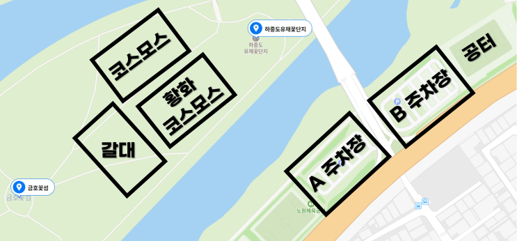  [대구 코스모스&갈대 명소] 하중도(금호꽃섬) | 주차, 위치, 좌표, 포토존, 꿀팁, 달성습지 비교 |