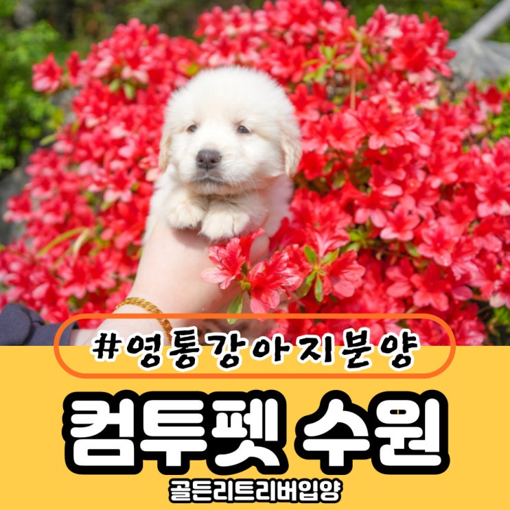  영통강아지분양 골든리트리버입양 결정했어