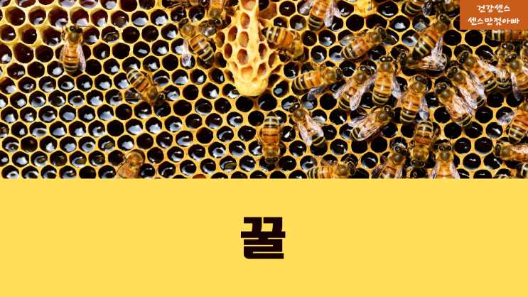 집 보관 중인 벌이 꿀 만드는 과정, 꿀 성분 : 소화 숙취 해열에 좋은 꿀 효능 알아보기