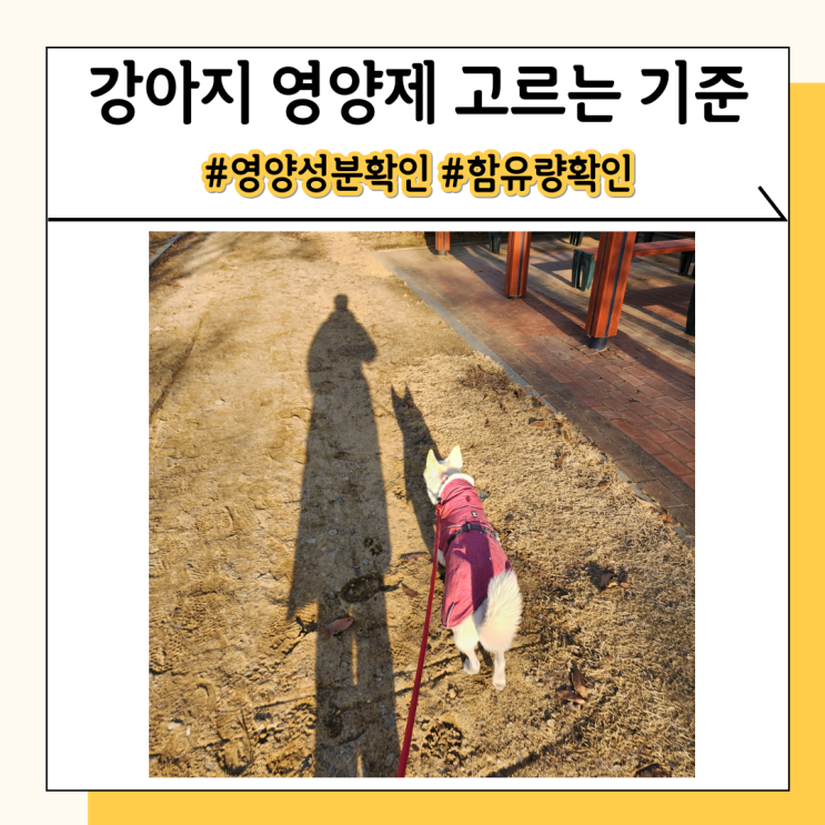 애견 강아지 영양제 추천 속지마세요 애견 강아지 영양제 추천 속지마세요