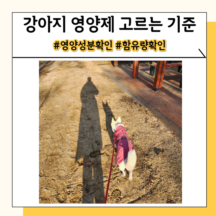 애견 강아지 영양제 추천 속지마세요