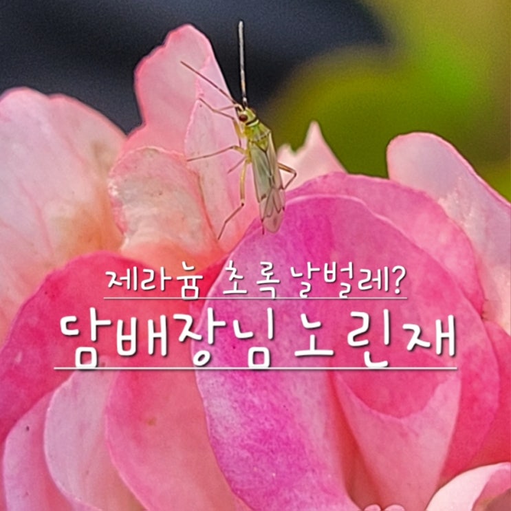  제라늄 초록색 날벌레, 담배장님노린재