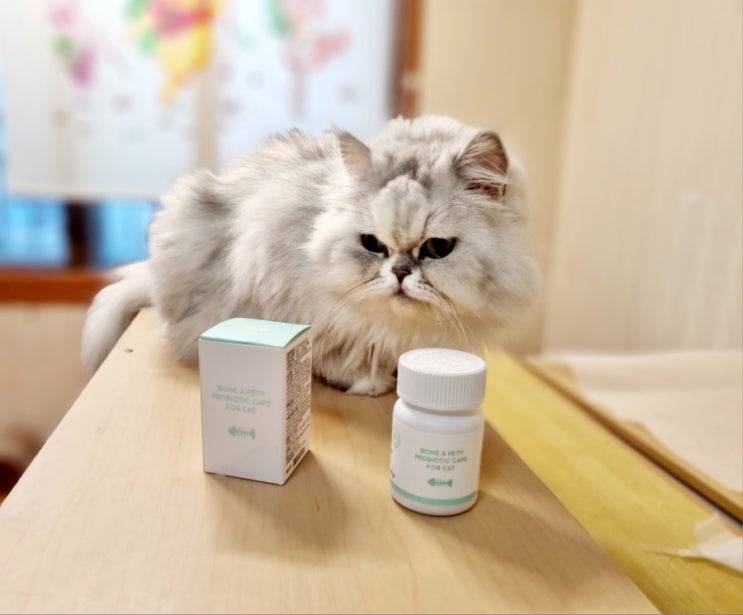  고양이 캡슐 알약 유산균 추천, 잘 먹어서 신기한 본아페티 변비 설사 유산균