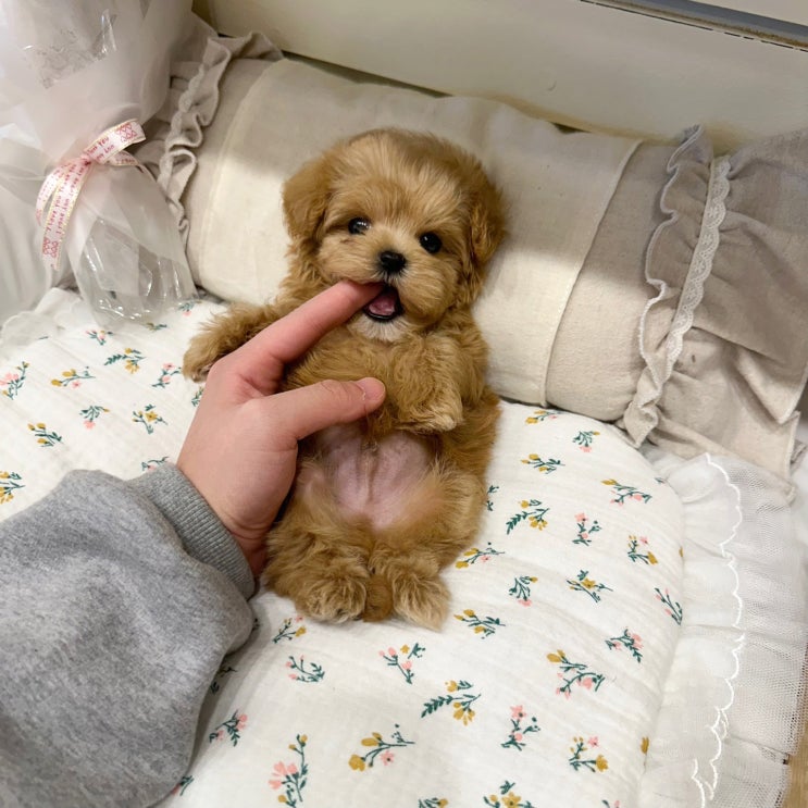  울산말티푸분양 청결하고 전문적인곳에서