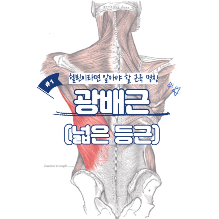  헬린이라면 알아야 할 근육 명칭 #1 - 광배근(넓은 등근) / 소사역PT