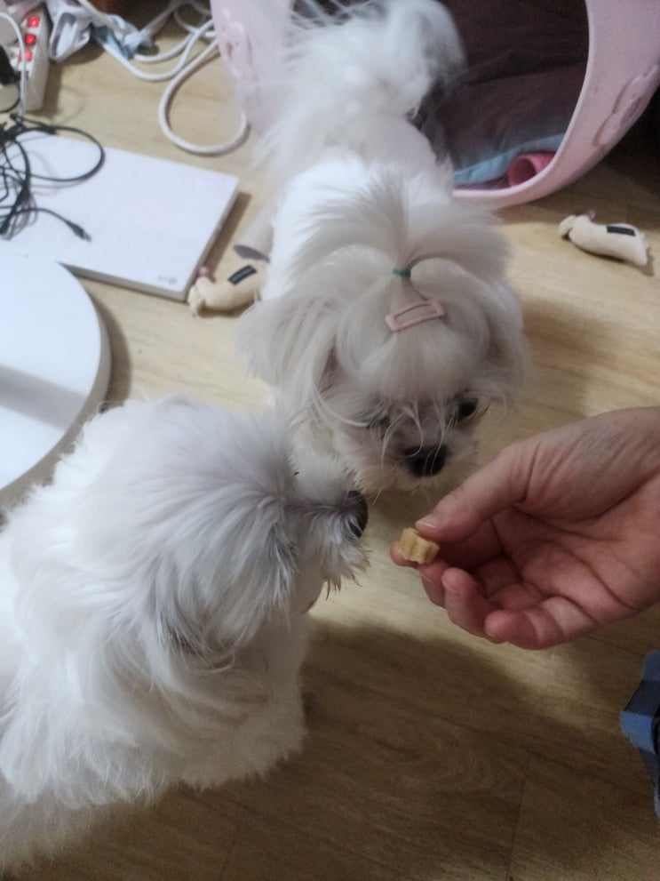  반려동물에게 최고의 덴탈 껌 - 펫생각 애견치석제거 강아지양치껌~~~