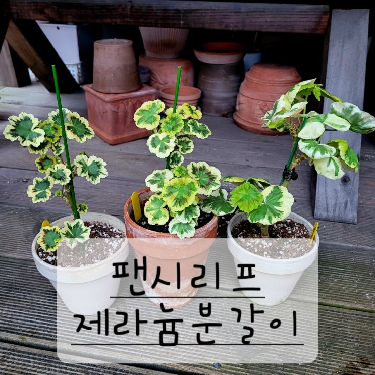  팬시 리프 제라늄 분갈이