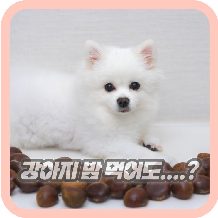  강아지 밤 먹어도 되나요? 생밤 군밤 찐밤 급여