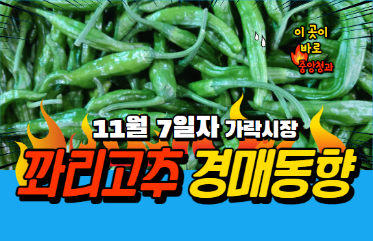 [경매사 일일보고] 11월 7일자 가락시장 꽈리고추 경매동향을 살펴보겠습니다!