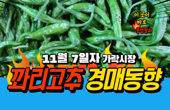 [경매사 일일보고] 11월 7일자 가락시장 꽈리고추 경매동향을 살펴보겠습니다!