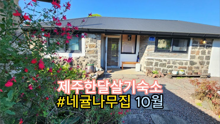 제주 한달살기 독채 네귤나무집 10월, 제주도 동쪽 가족 숙소 추천, 돌집, 돌담집