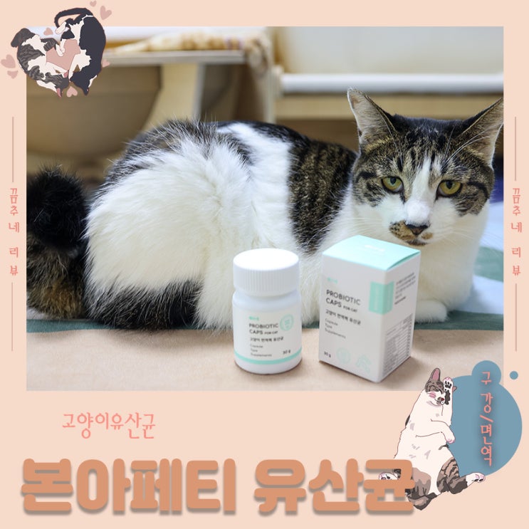  본아페티 고양이 유산균으로 환절기 아기 고양이 건강을 지켜요