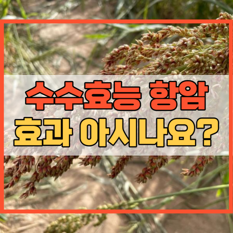  수수효능 항암 효과 알고 계셨나요?