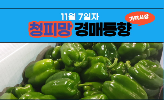  [경매사 일일보고] 11월 7일자 가락시장 청피망 경매동향을 살펴보겠습니다!