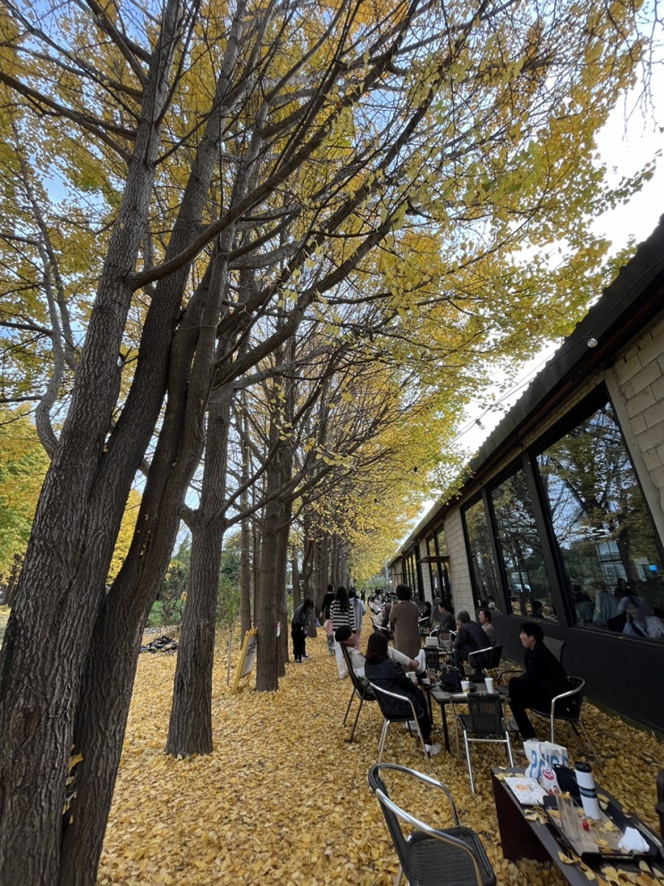  가을을 만끽할 수 있고 펫존이 있는 고양시 일산 은행나무 카페, 옐로커피