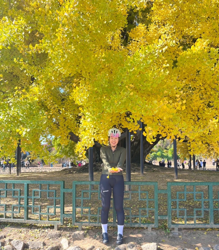 (231029) 뽀타의 반계리 은행나무 <b>인생</b>샷 <b>라이딩</b>