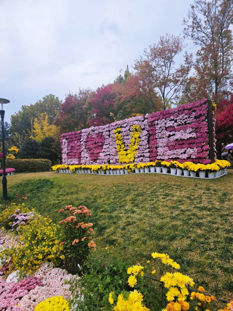  대전 유성 : 유림공원 국화축제