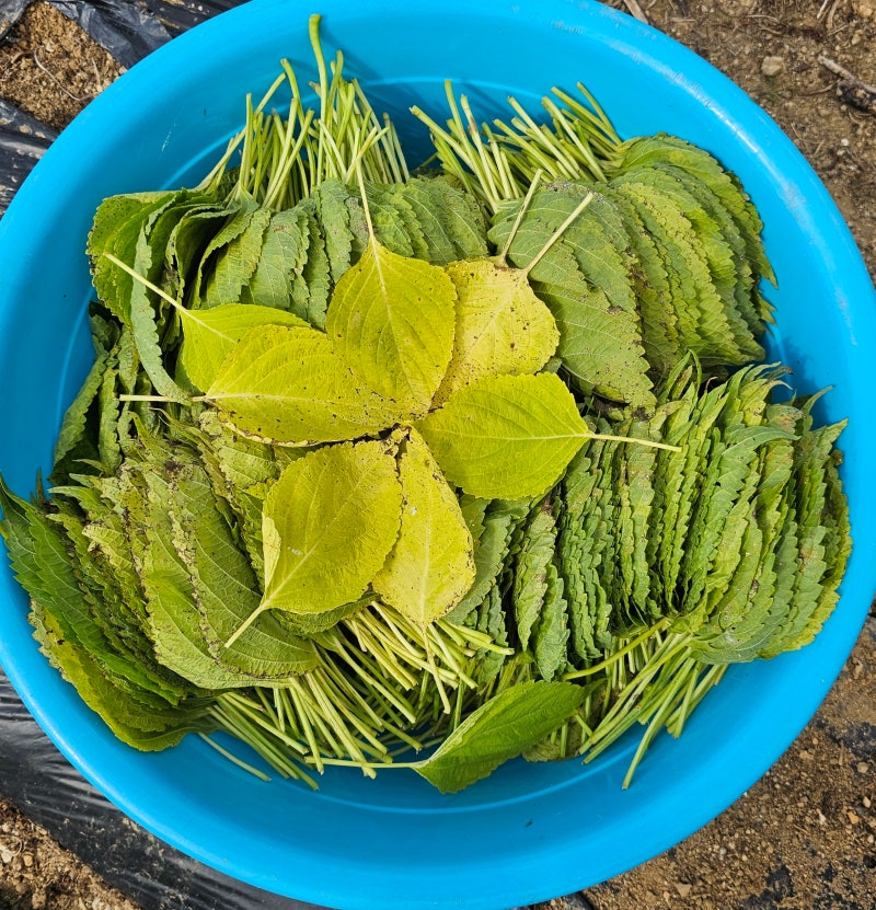 20231016-18 깻잎 따서 소금물에 삭히기