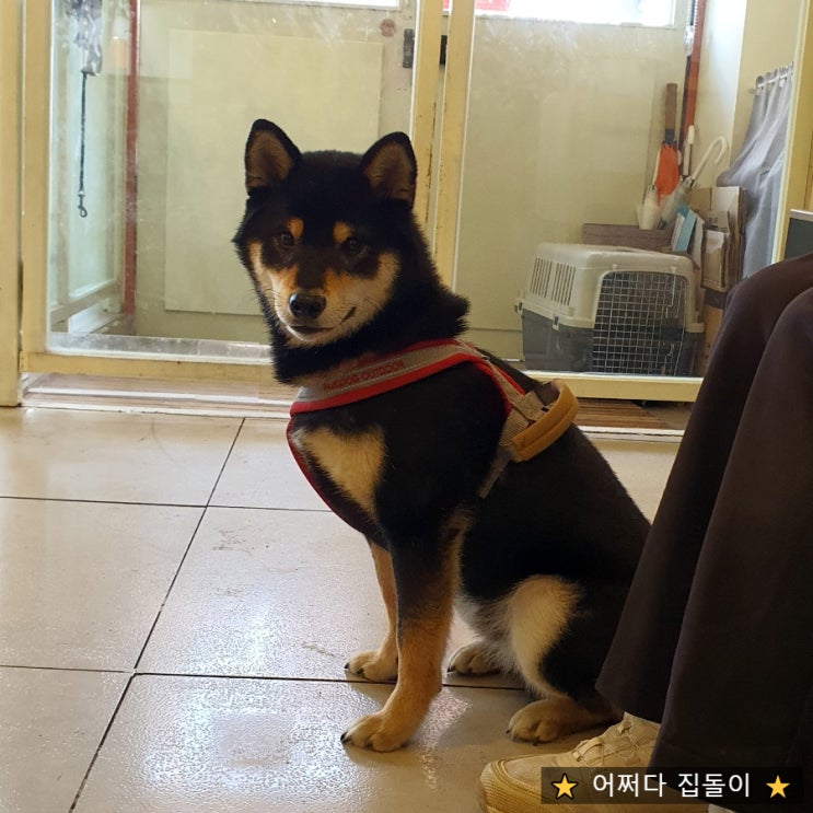  구미애견카페 인동 어도러블멍이 월식이랑 다녀왔어용!