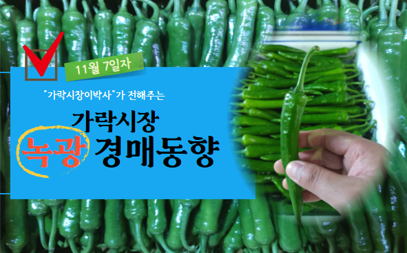  [경매사 일일보고] 11월 7일자 가락시장 녹광 경매동향을 살펴보겠습니다!