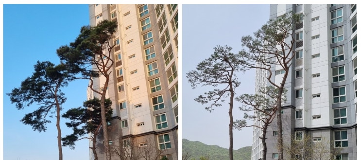  천안 소나무 전지 작업 / 아파트 조경관리는 큰솔 조경&나무병원