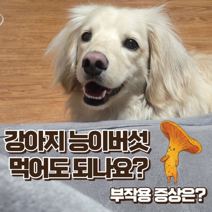  강아지 능이버섯 먹이도 될까?부작용과 위험성