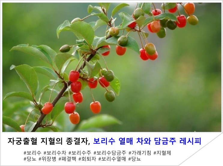  자궁출혈 지혈의 종결자, 보리수 열매 차와 담금주 레시피