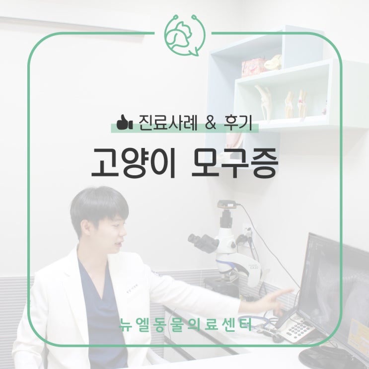  [화성/2동탄/동탄역 동물병원]고양이가 헤어볼 토를 하나요? 은근히 잘 걸리는 질환, 고양이 모구증 원인/증상/치료