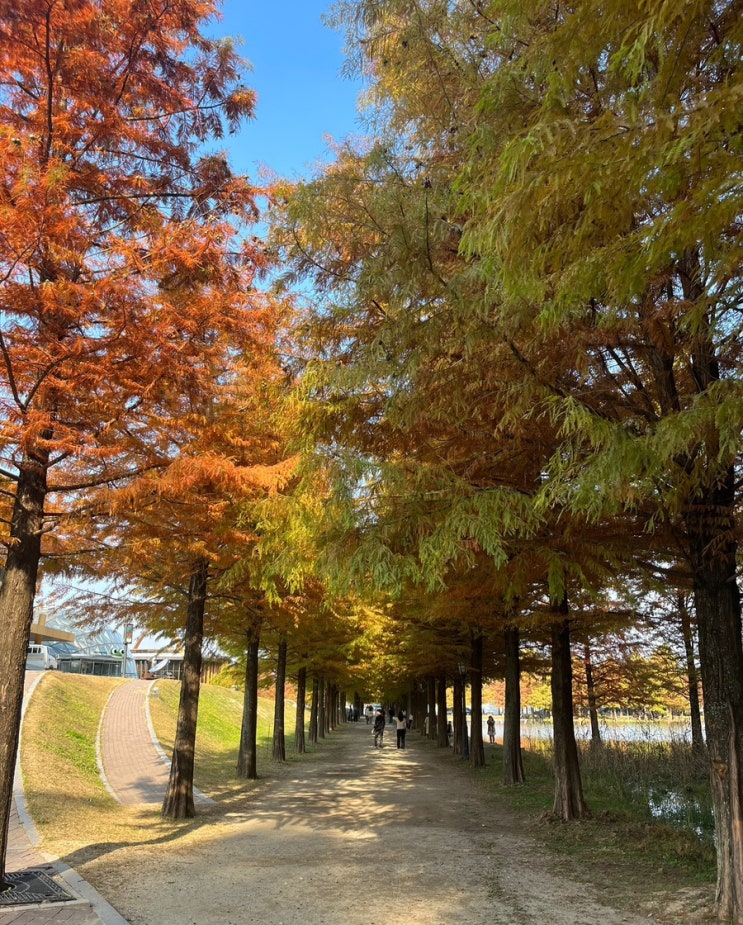  담양 메타세콰이어길 단풍 컨디션 촬영일 23.11.01 보정X 메타스토리 대나무 아이스크림
