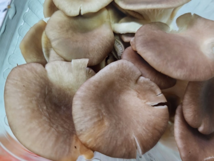  고기 느타리버섯 볶음 만드는법 쉬운데 건강에도 좋아! 칼로리 효능 알아봐요