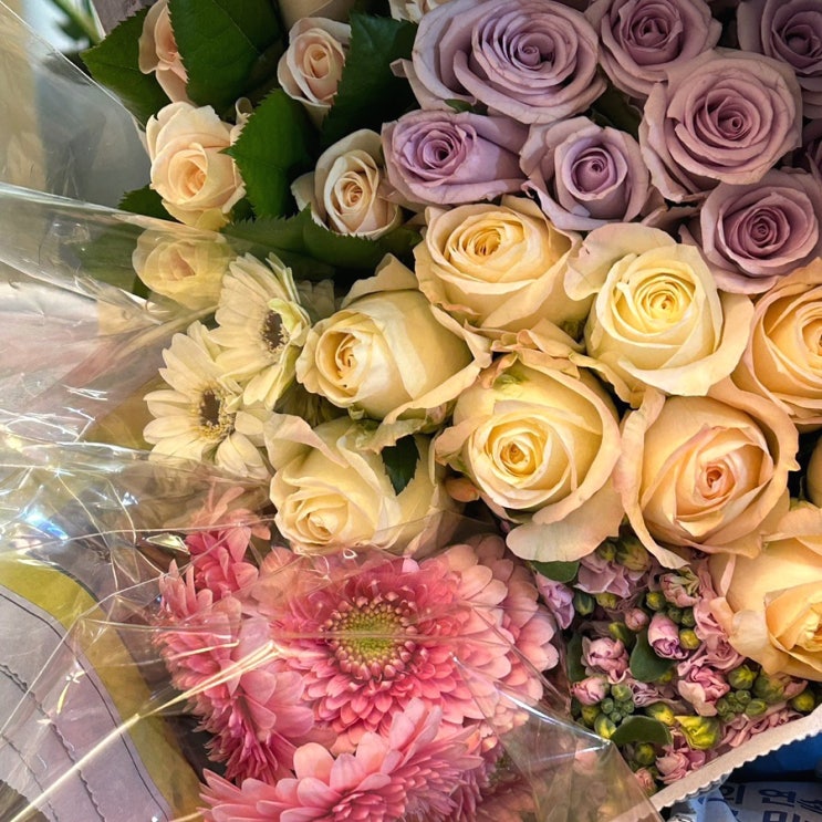 양산꽃집 반려 식물 화분 사기 좋았던 엘리스의 뜰 양산꽃집 반려 식물 화분 사기 좋았던 엘리스의 뜰