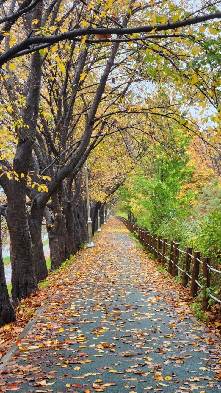 서울단풍명소:가을 마지막 힐링(양재시민의숲|가을여행,단풍여행)