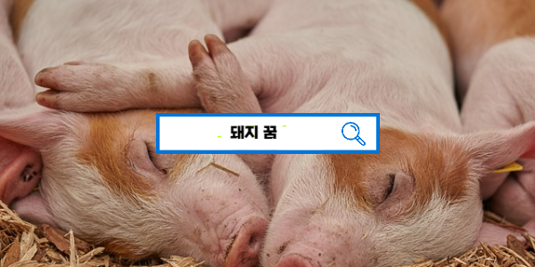  [무료꿈해몽] 돼지꿈해몽 & 꿈풀이 100가지 이상