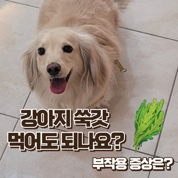  강아지 쑥갓 먹어도 될까?부작용과 대처법