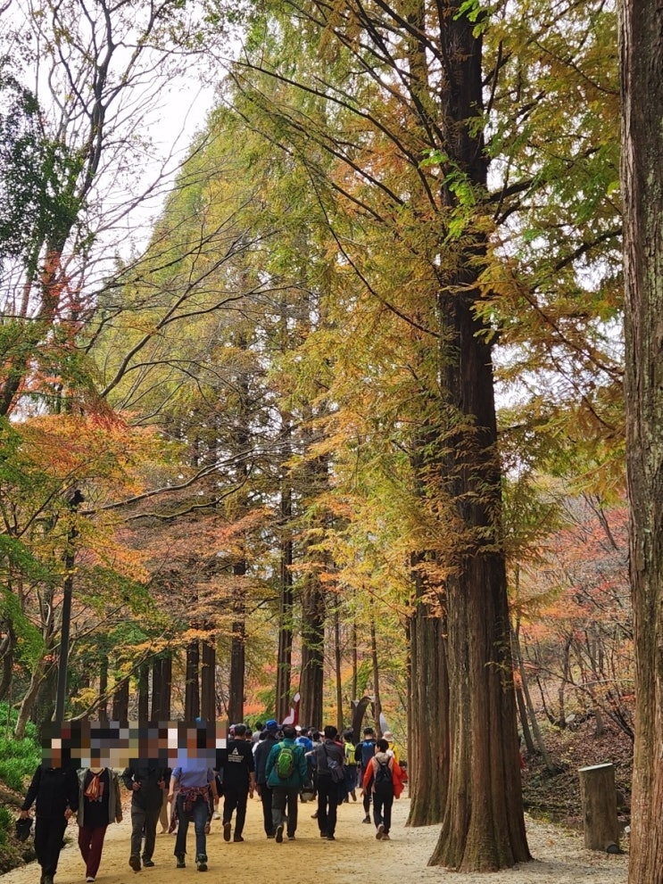 [전북-순창] 산책하기 좋은 가을단풍 명소, 강천산군립공원(23.11.5 방문)