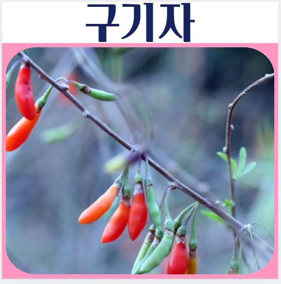  구기자 효능 부작용 피로해서 알아보기