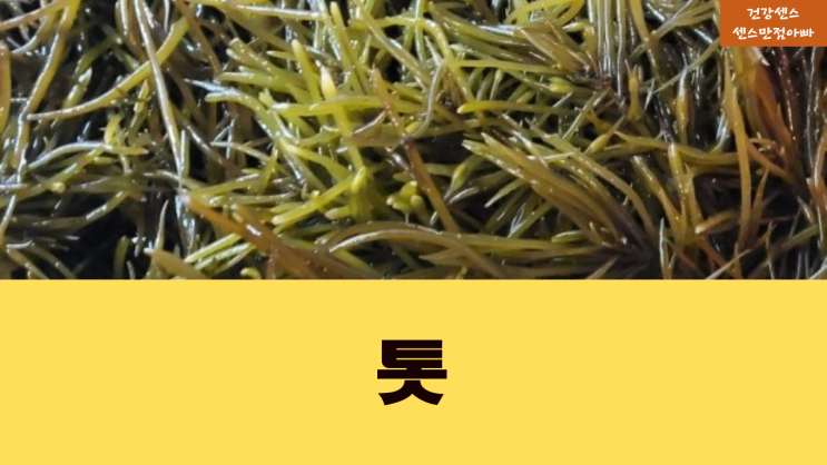  봄철 해조류 칼로리 낮은 톳 효능 부작용 확인하고 드세요