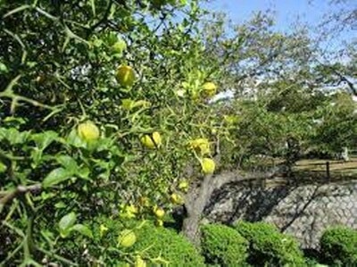 # 반려 식물 _ 탱자 나무 열매 효능 및 부작용 영양 성분 섭취 방법 후기 일지 기록