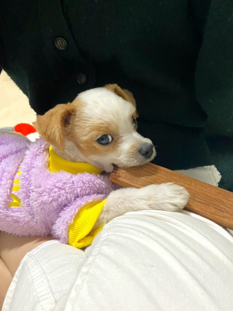  따뜻한 겨울용 강아지 털옷 추천