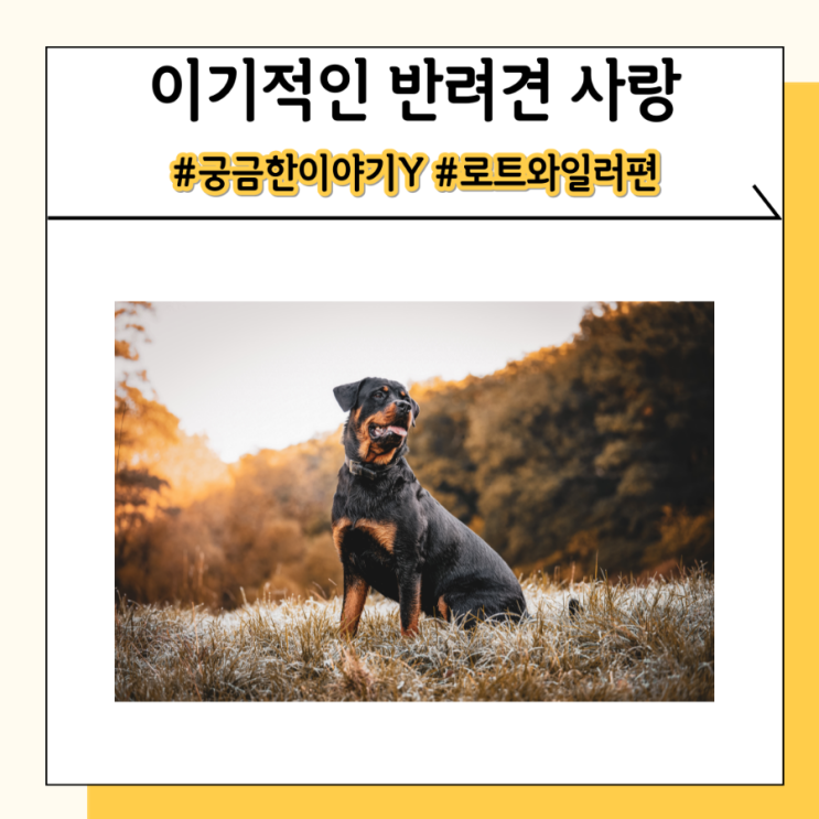 궁금한이야기y 로트와일러 맹견 대형견 입마개만 했어도 궁금한이야기y 로트와일러 맹견 대형견 입마개만 했어도