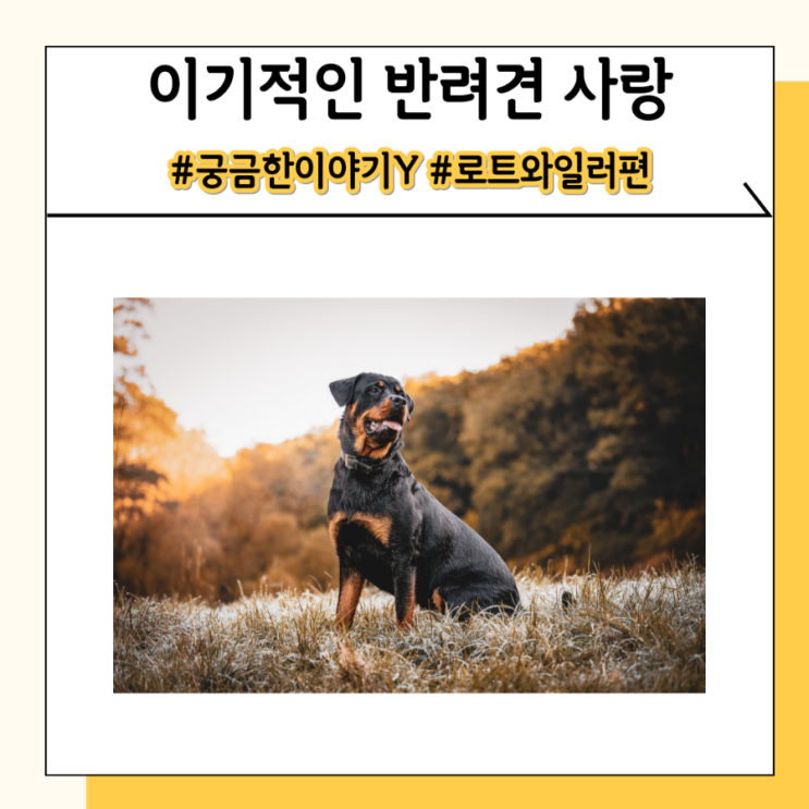 궁금한이야기y 로트와일러 맹견 대형견 입마개만 했어도