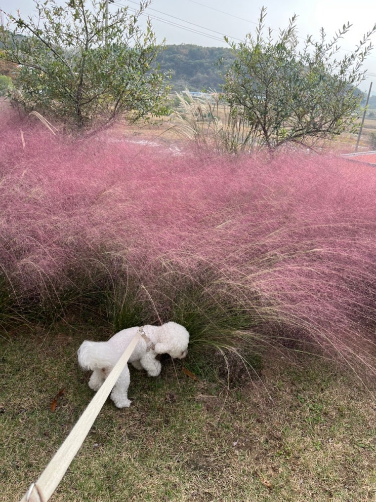  내돈내산 영종도 애견동반카페 연예인 카페, 카페림 리뷰