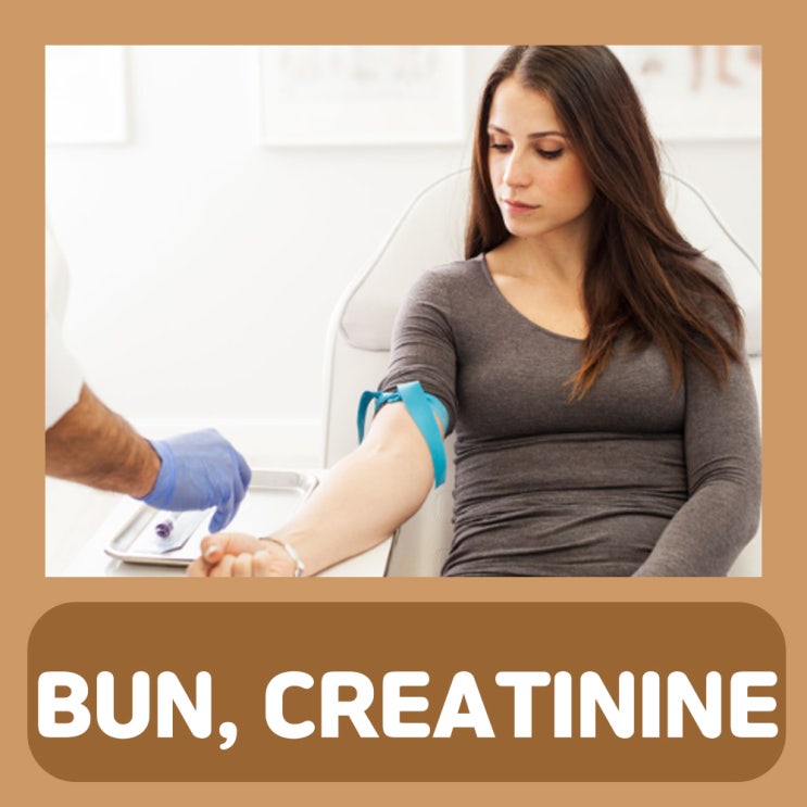  BUN CREATININE 혈청 크레아티닌 수치