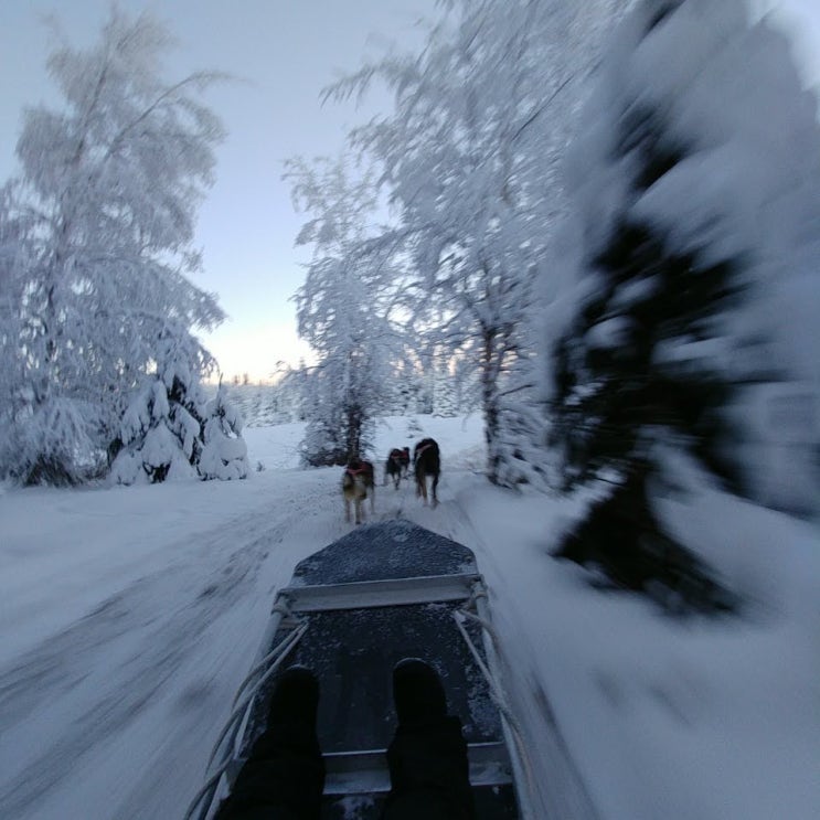 [Alaska] 겨울 알래스카 셀프 오로라 여행 ⑤ 허스키가 끄는 개썰매(Dogsled, 도그 슬레드) 타기